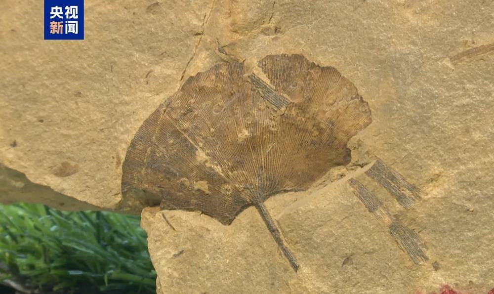 皇冠信用网最高占成
_距今约2.8亿年皇冠信用网最高占成
！山西阳泉矿区发现远古银杏化石